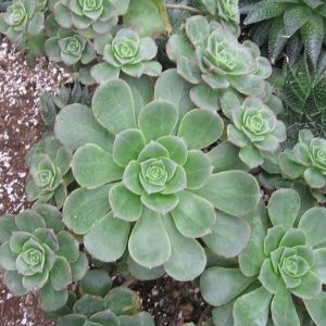 2 head cuttings - aeonium haworthii