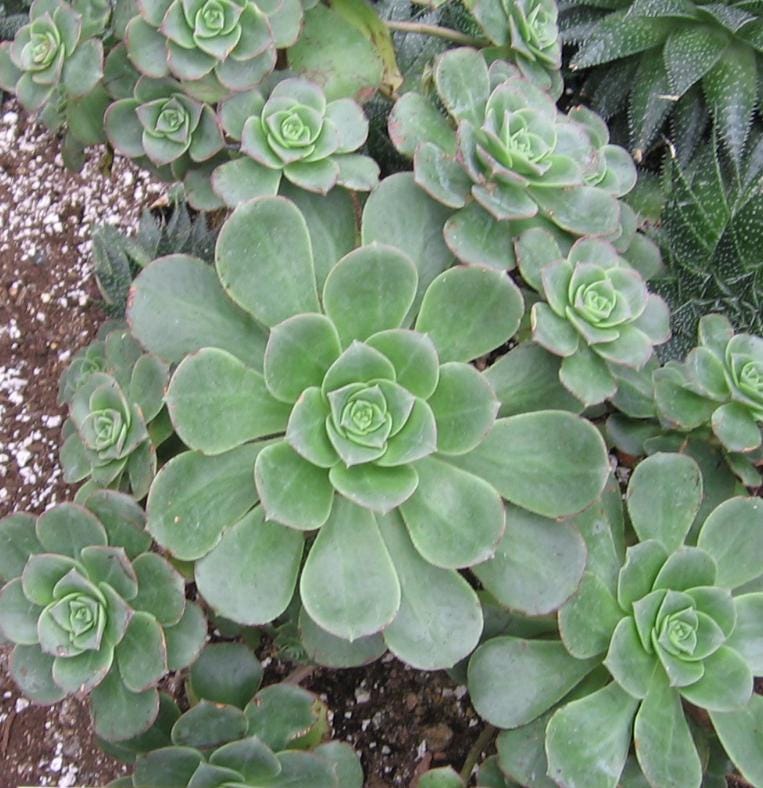 2 head cuttings - aeonium haworthii