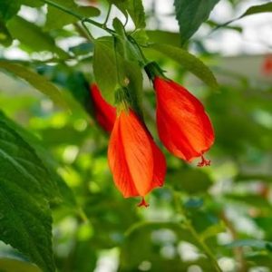 2 cuttings - Malvaviscus arboreus (Turk's cap (mallow)) * red