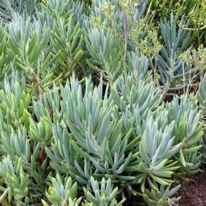 2 cuttings- Curio ficoides (big blue chalk sticks)