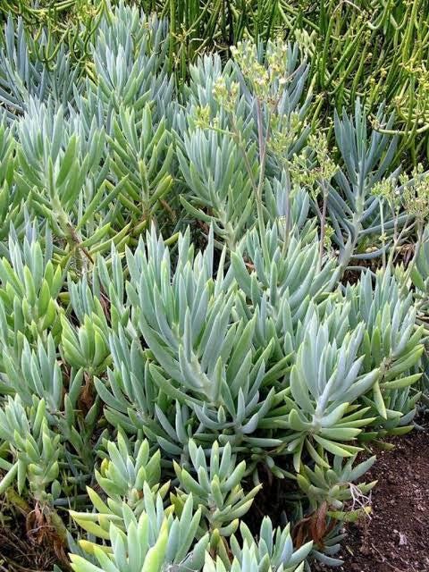2 cuttings- Curio ficoides (big blue chalk sticks)