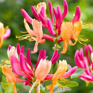 2 cuttings - Honeysuckle * pink yellow