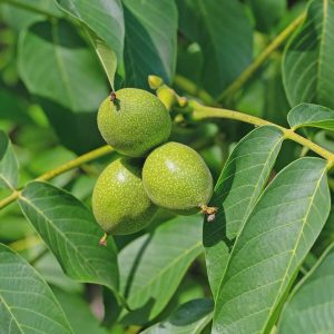 3 cuttings - Juglans regia (Common walnut) * edible