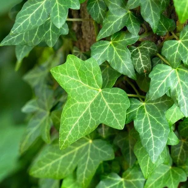 4 cuttings - Hedera helix (Common Ivy)