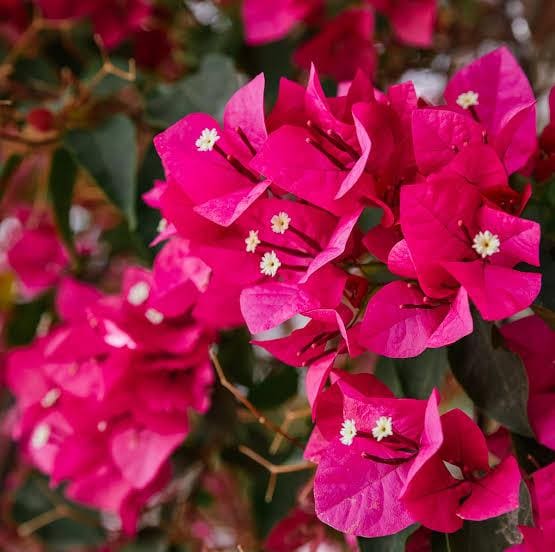 Bougainvillea 3 cuttings * pink