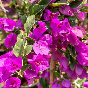 Bougainvillea 3 cuttings * purple