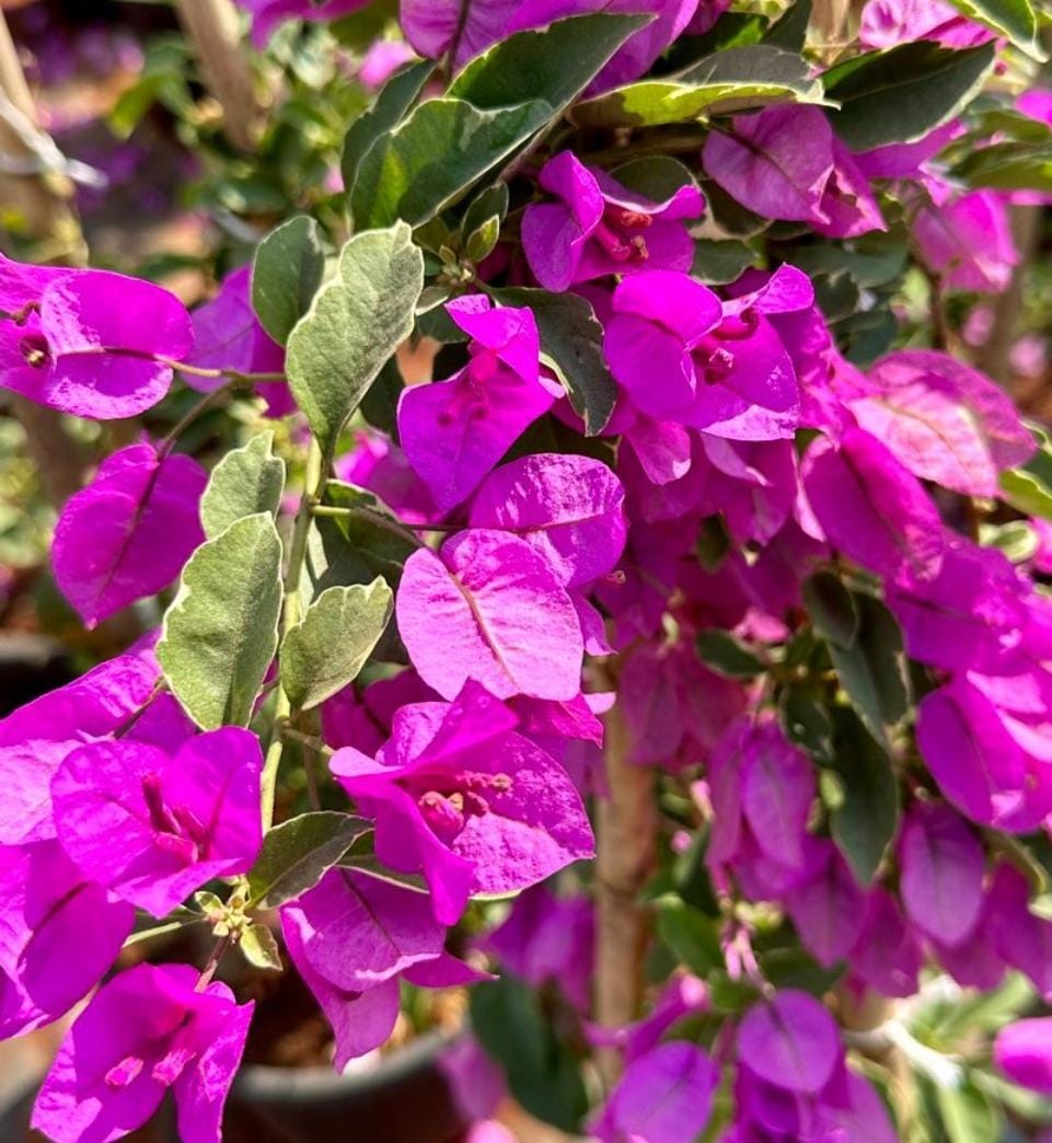 Bougainvillea 3 cuttings * purple