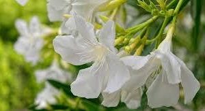 nerium oleander - 3 cuttings * white single