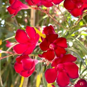 nerium oleander - 3 cuttings * red single