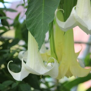 brugmansia (angels trumpet) 3 cuttings * single white