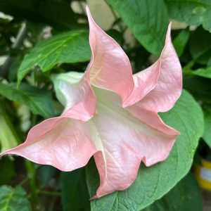 brugmansia (angels trumpet) 3 cuttings * pink single