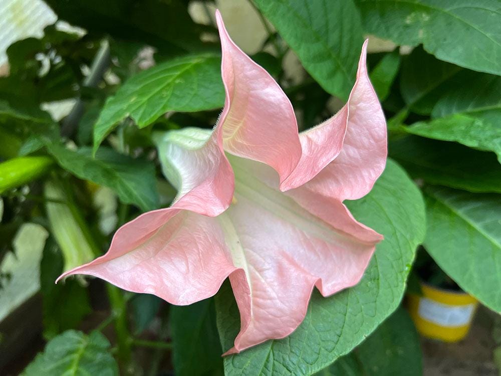 brugmansia (angels trumpet) 3 cuttings * pink single