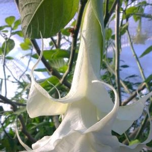 brugmansia (angels trumpet) 3 cuttings * white double