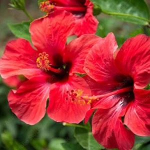 hibiscus 3 cuttings * single red