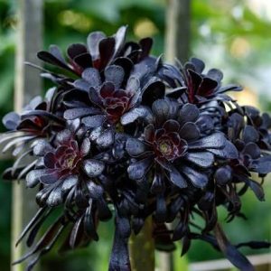 Aeonium arboreum var. atropurpureum 'Schwarzkopf' 1 cuttings/head cuttings