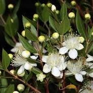 3 cuttings - Myrtus communis (common myrtle) * white