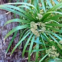 5 head cuttings - Cyperus Alternifolius (Umbrella papyrus)