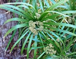 Cyperus Alternifolius 5 head talee/cuttings