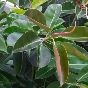 ficus elastica (roubusta) 2 talee/cuttings * rubber tree
