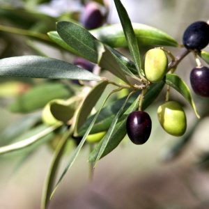 olea europaea (olive tree) 4 talee/cuttings * olive oil