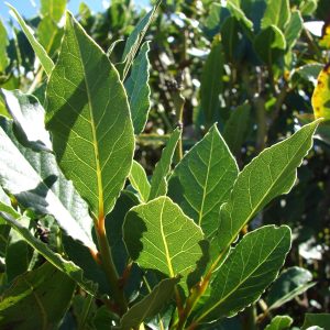 Laurel (Laurus nobilis) 3 talee/cuttings * spice