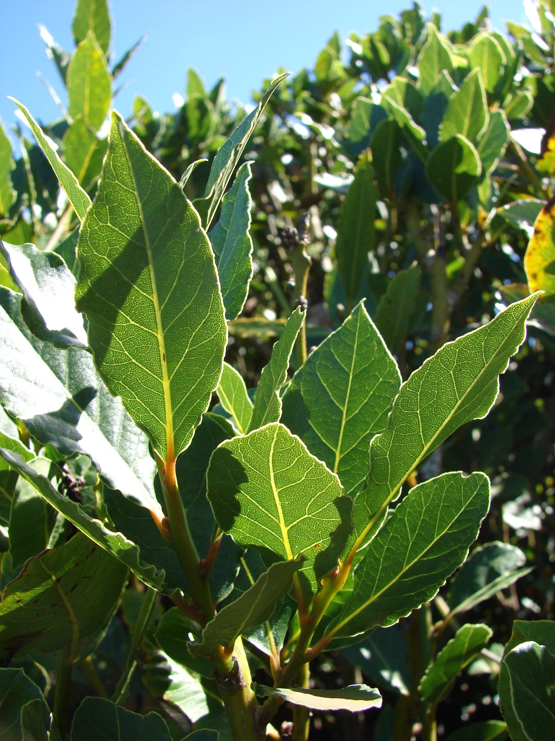 Laurel (Laurus nobilis) 3 talee/cuttings * spice