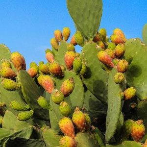 Opuntia Prickly Pear 1 talee/cuttings * giallo/yellow edible