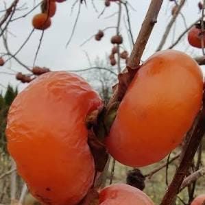 3 cuttings - Honan Kaki Red (Persimmon) * edible