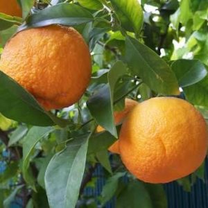 Citrus aurantium 3 talee/cuttings * medicinal / marmalade
