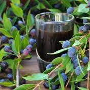 3 cuttings - Myrtus communis (common myrtle) *black
