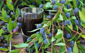 Myrtus communis (common myrtle) 3 talee/cuttings * nero/black