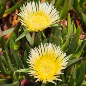 Carpobrotus edulis 2 talee/cuttings (pig plant) *giallo/yellow
