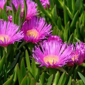 Carpobrotus edulis 2 talee/cuttings (pig plant) *rosa/pink