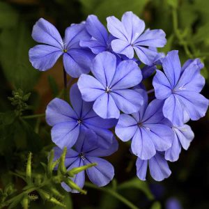 Plumbago auriculata 3 talee/cuttings * blue