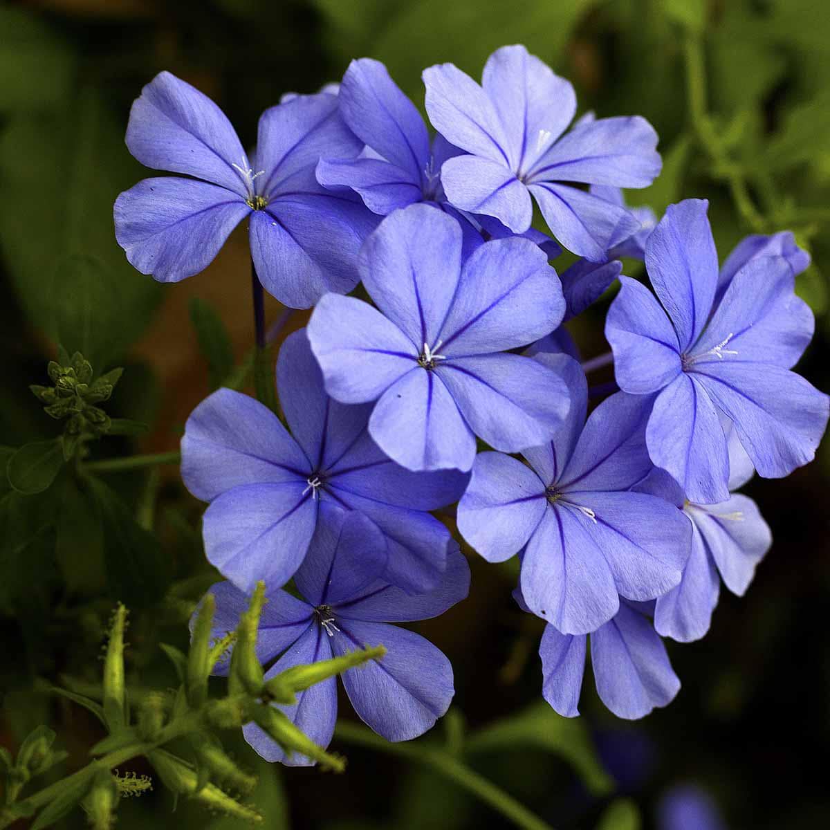 Plumbago auriculata 3 talee/cuttings * blue