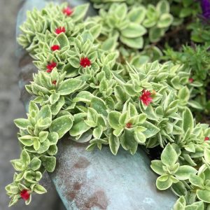 Aptenia cordifolia 5 talee/cuttings * variegated