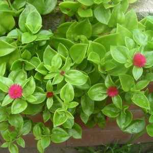 Aptenia cordifolia 5 talee/cuttings * rosa/pink