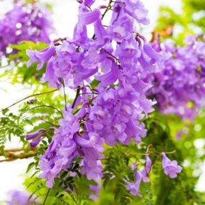 jacaranda 3 cuttings *purple