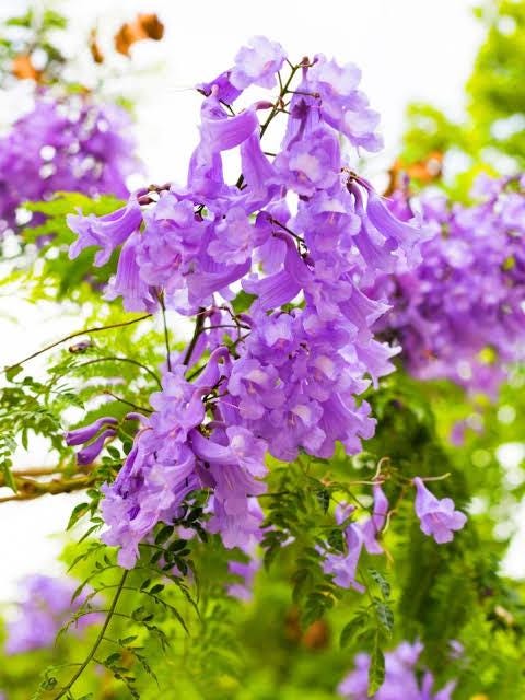 jacaranda 3 cuttings *purple