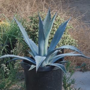 agave americana (century plant) 1 plant/pianta *medium