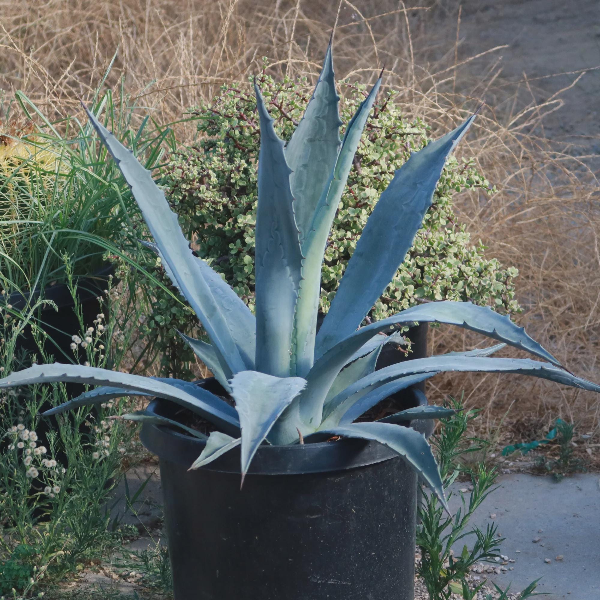 agave americana (century plant) 1 plant/pianta *medium