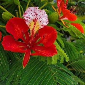 Delonix regia (Royal Poinciana) 3 talee/cuttings *rosso/red