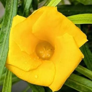 Cascabela thevetia (yellow oleander) 3 talee/cuttings * giallo/yellow
