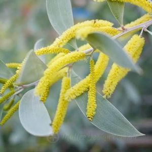 Acacia sterling silver 3 talee/cuttings * yellow