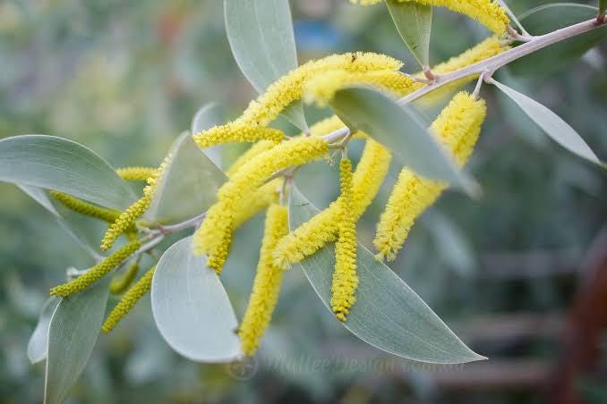 Acacia sterling silver 3 talee/cuttings * yellow