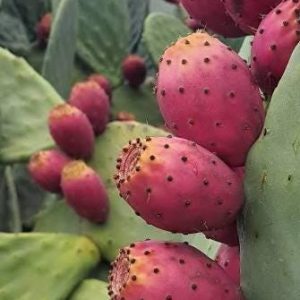 Opuntia Prickly Pear 1 talee/cuttings * rosa/pink edible
