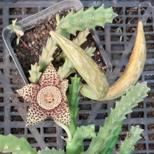 stapelia variegata 4 talee/cuttings