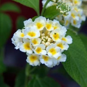 Lantana camara 3 cuttings *white yellow
