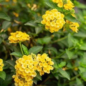 Lantana camara 3 cuttings *yellow