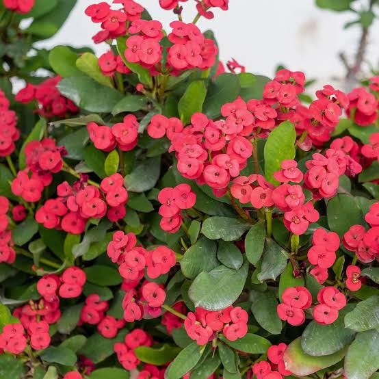 Euphorbia milii, the crown-of-thorns, Christ plant 2 talee/cuttings * red
